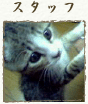 �X�^�b�t